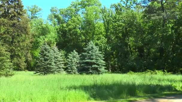 A few small fir trees at the forest edge — Stock Video