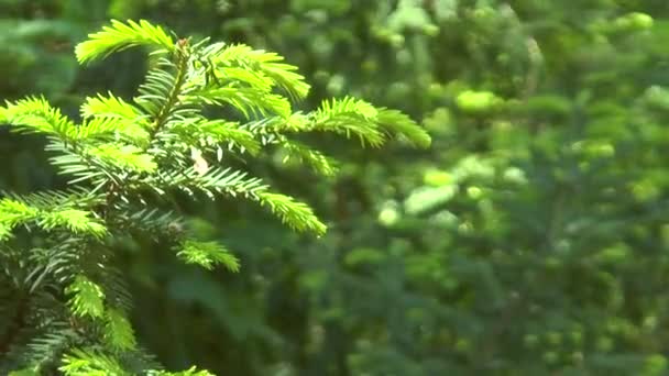 Branche mangé avec de jeunes aiguilles — Video