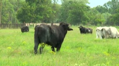 Vahşi doğada üç siyah boğa