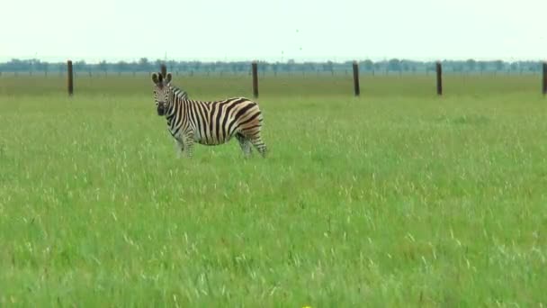 Zebra kameraya bakıyor. Bir Zebramız uzakta çerçeve — Stok video