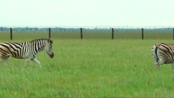 Quatro zebras passam na frente da câmera — Vídeo de Stock