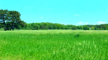 Panorama büyük kenar orman önünde