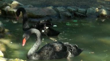 Küçük bir su birikintisi içinde yüzmeye iki siyah kuğu