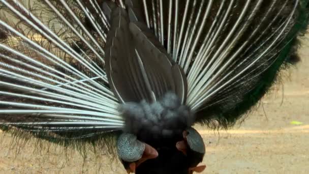 Peacock skrik och promenader framför kameran — Stockvideo