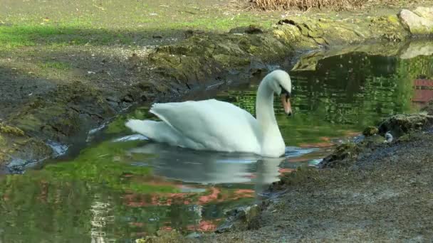 Schwan schwimmt im Bach. am unteren Rand des Rahmens befinden sich zwei Wildenten — Stockvideo