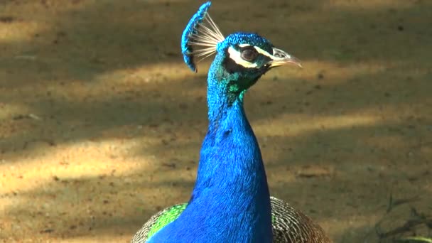 Tête de paon tourne devant la caméra 