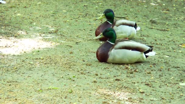 地面に座っている 2 つの野生のカモ — ストック動画