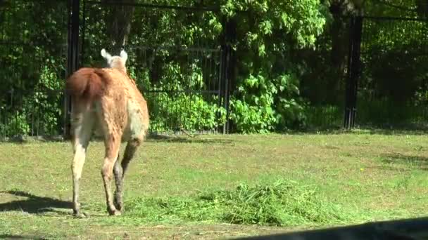 Lama guanaco marche dans le paddock 