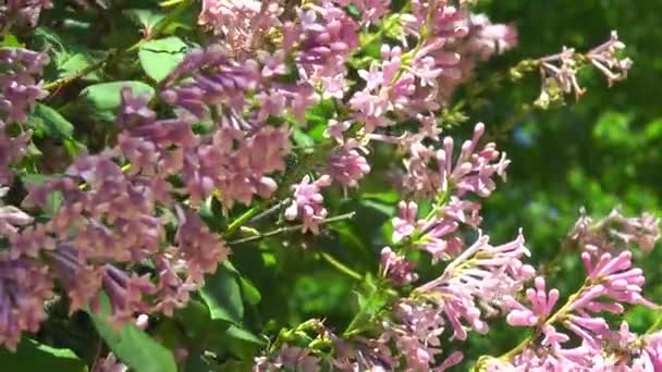 Hungarian lilac flowers on a branch with leaves — Stock Video