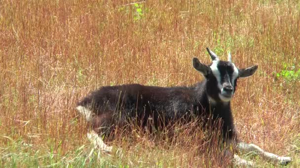 Chèvre camerounaise couchée dans l'herbe sèche et haletante — Video