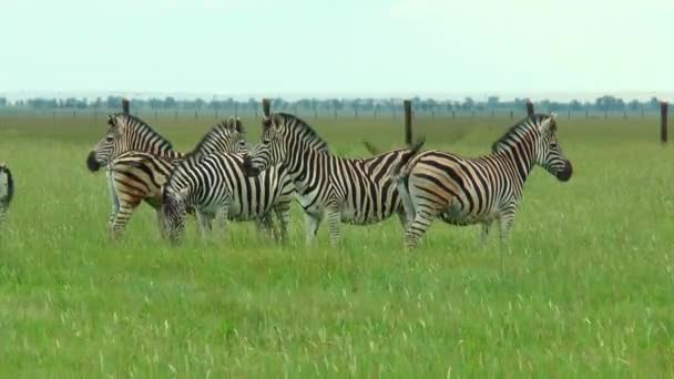 Zebragruppe weidet in der Wüste im Frühlingsgras — Stockvideo