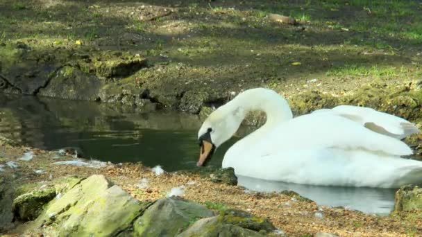 Zwaan zwemmen in een stroom en op zoek naar voedsel in het water — Stockvideo