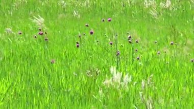 Glade ile bahar bitki ve çiçekler