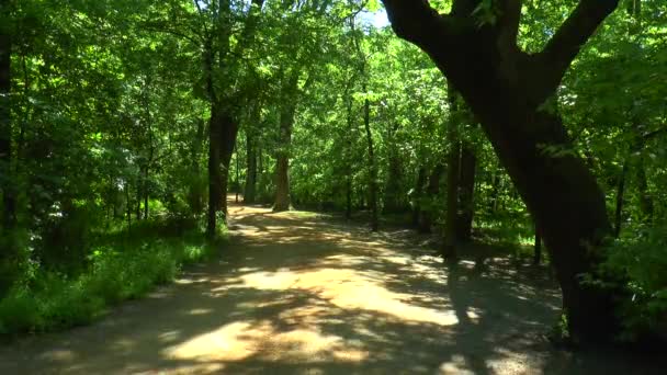 Homokos ösvény átmegy az erdőben — Stock videók