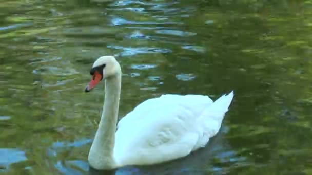 Gros plan sur Cygne blanc 