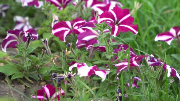 Petunia's paars met witte strepen — Stockvideo