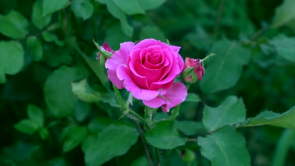 Close-up of a pink rose — Stock Video