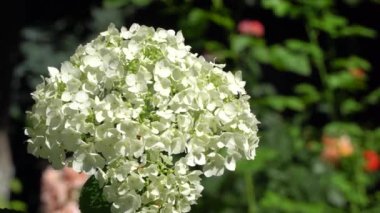 Bulanık arkaplanda beyaz çiçekler