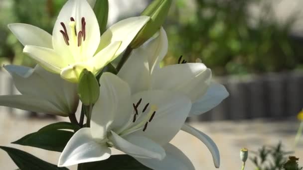 Lys blancs dans le fond flou 