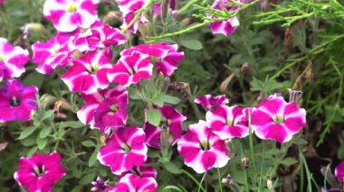 Petunya çiçek yeşil çim çim