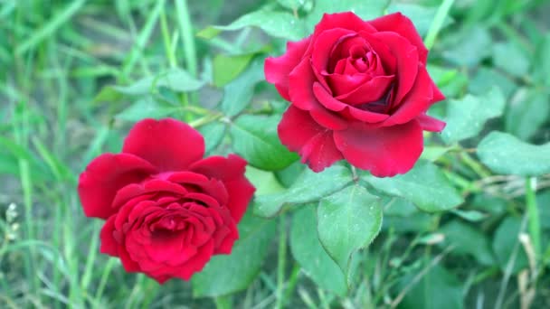 Zwei rote Rosen zwischen den Blättern — Stockvideo