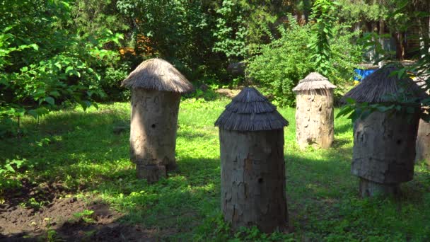 Beehives in the apiary on a sunny day — Stock Video