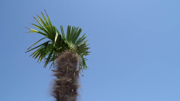 海滩上的热带棕榈树 — 图库视频影像