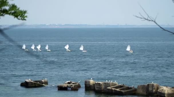 Una bandada de aves marinas sentadas sobre rocas en el mar — Vídeos de Stock