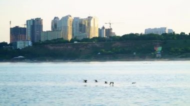 Deniz kıyı şeridi arka plan üzerinde uçan martı grubu