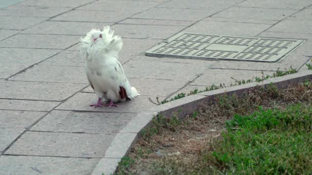 Parikova dove Jacobine, curly pigeons. — Αρχείο Βίντεο