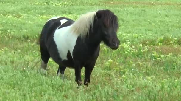 Pony grazing in the steppe — Stock Video