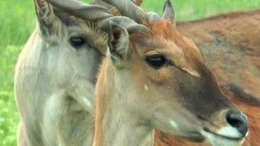 Kafa Afrika eland Close-Up