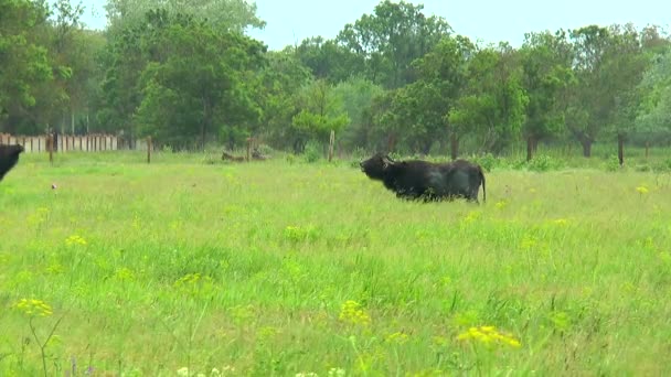 Deux taureaux noirs dans le désert près de la ferme 
