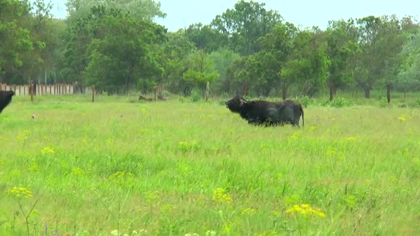 Dua ekor banteng hitam di padang gurun dekat peternakan — Stok Video