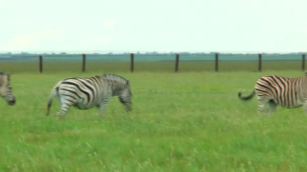 Panorama voorjaar steppe waar grazende zebra — Stockvideo