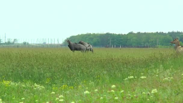 Нилгайская антилопа пасущаяся в степи — стоковое видео