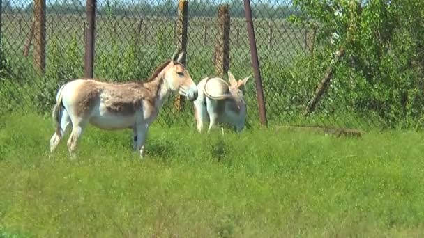 Dos kulan turcomanos de pie en una pluma, y mirando a la cámara — Vídeos de Stock