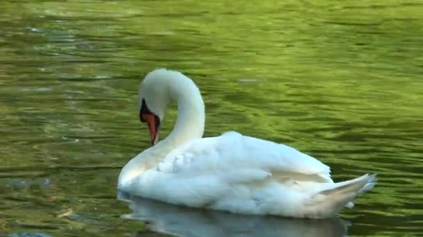 Cygne blanc flottant dans un étang 