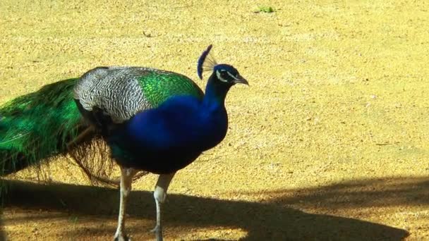 Peacock stands sideways to the camera. — Stock Video