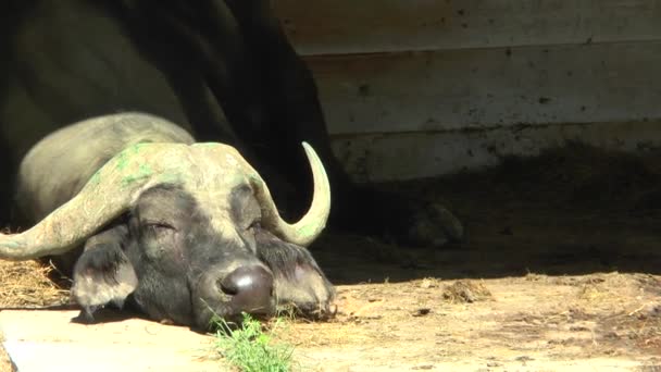 Buffalo fel a fejét a földre, és alszik a karámba. süt a nap — Stock videók