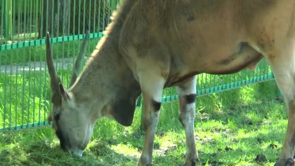 La patrie masculine dans le paddock mangeant de l'herbe — Video