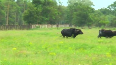 İki boğa koşusu çölde siyah