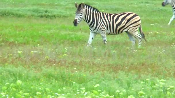 Zebra's grazen in de steppe — Stockvideo