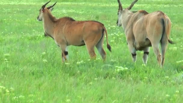 Eland macho y hembra pastando en la estepa — Vídeos de Stock