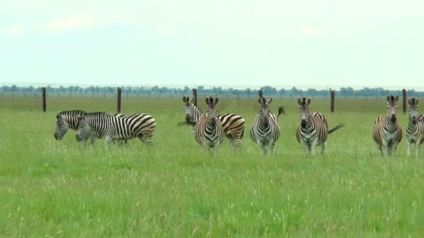 Grupo de zebras no deserto. Zebra olhando para a câmera — Vídeo de Stock