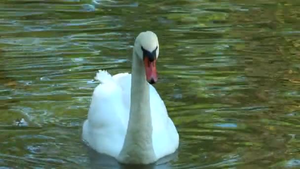 Close-up of white swan. Swan swimming in a pond — Stock Video