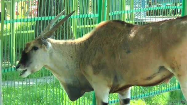 Samec antilopy eland v paddocku — Stock video
