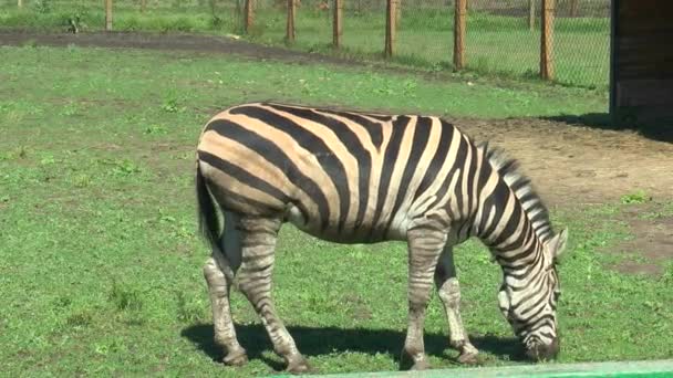 Zebra comendo grama no paddock — Vídeo de Stock