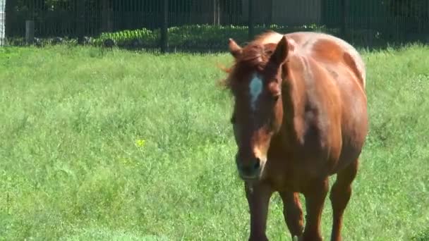 Caballo caminando hacia la cámara — Vídeos de Stock