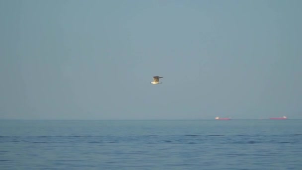 Gaviota volando sobre el mar — Vídeos de Stock